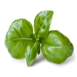 Basil essential oil for animals from My Animal Matters