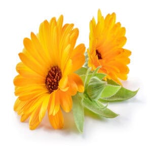 Calendula hydrosol for animals from My Animal Matters.
