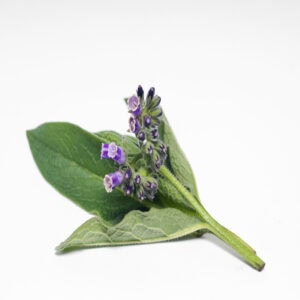 Comfrey macerate for animals from My Animal Matters.