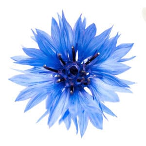Cornflower hydrosol for animals from My Animal Matters