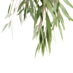 Eucalyptus essential oil for animals from My Animal Matters.