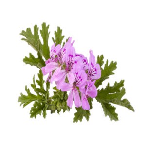 Geranium essential oil for animals from My Animal Matters.