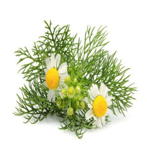 German chamomile hydrosol for animals from My Animal Matters.