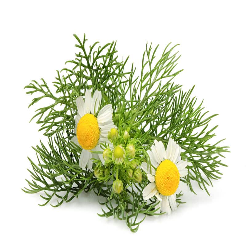 German chamomile hydrosol for animals from My Animal Matters.