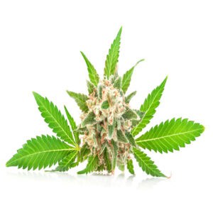 Hemp essential oil for animals from My Animal Matters