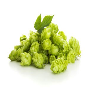 Hops Essential Oil for Animals from My Animal Matters