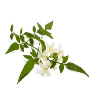 Jasmine essential oil for animals from My Animal Matters