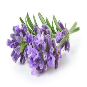 Lavender essential oil for animals from My Animal Matters.