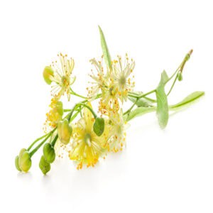 Linden Blossom Hydrosol for animals from My Animal Matters
