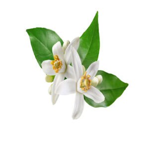 Neroli essential oil for animals from My Animal Matters.