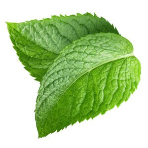 Peppermint essential oil for animals from My Animal Matters.