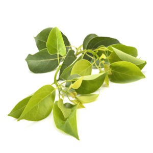 Ravintsara essential oil for animals from My Animal Matters.