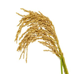 Rice bran oil for animals from My Animal Matters.