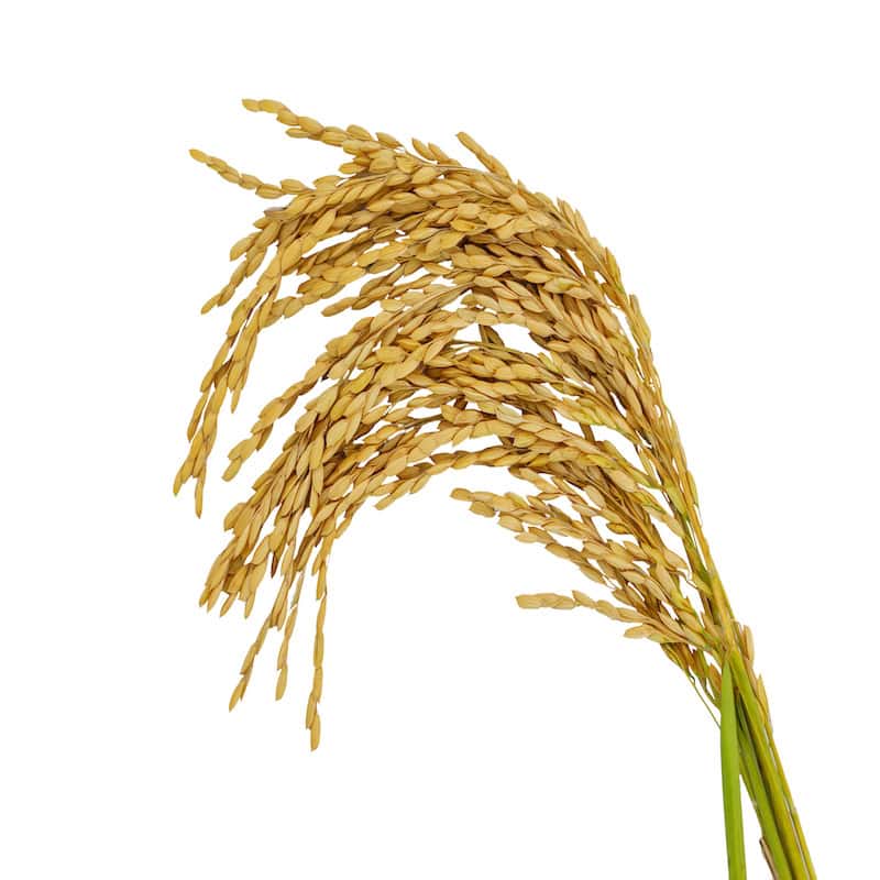 Rice bran oil for animals from My Animal Matters.