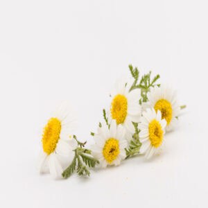 Roman chamomile essential oil for animals from My Animal Matters.