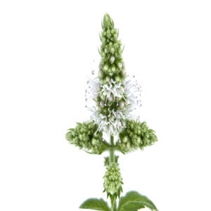 Spearmint essential oil for animals from My Animal Matters.