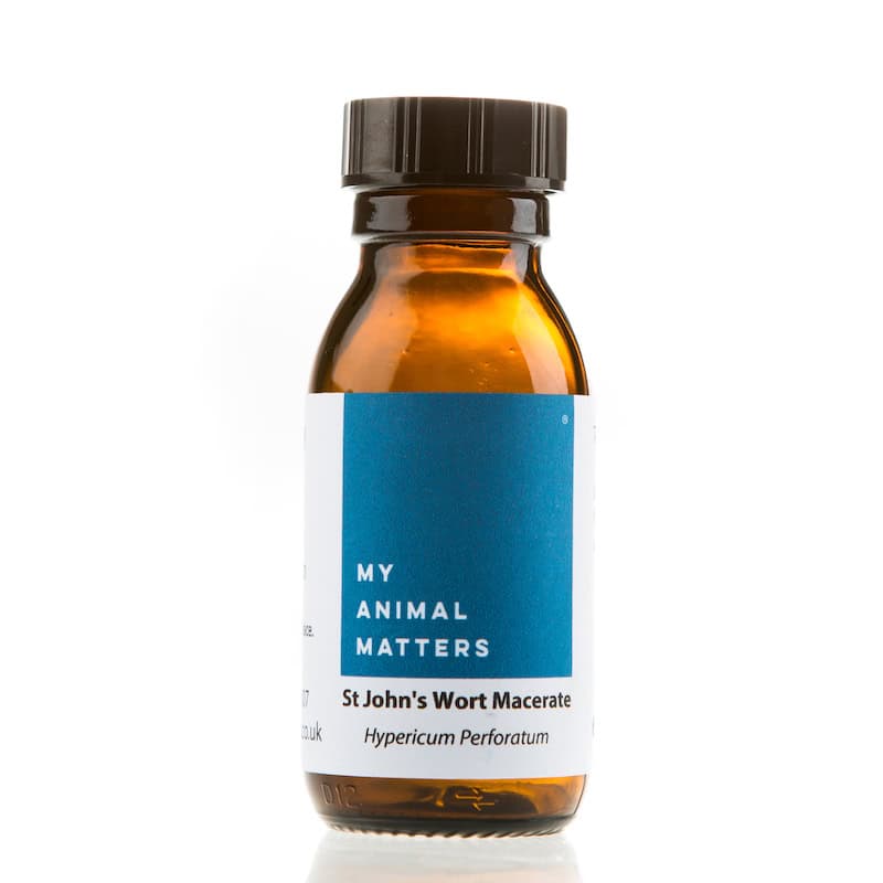 St. John's Wort macerate for Animals from My Animal Matters.