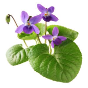 Violet leaf absolute for animals from My Animal Matters.