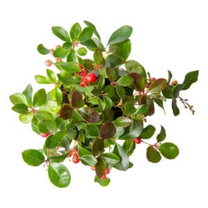 Wintergreen essential oil for animals from My Animal Matters.