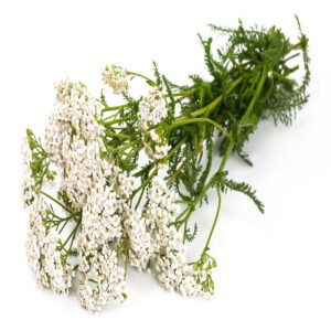 Yarrow Essential Oil for Animals from My Animal Matters